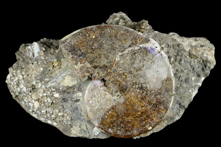 Fossil Ammonite (Sphenodiscus) - South Dakota #180838